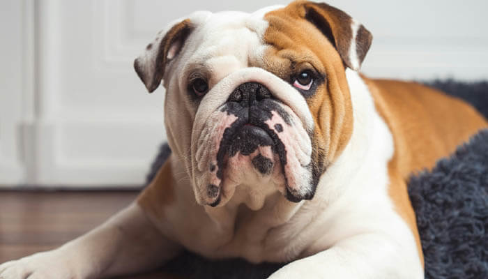 British Bulldog breeds